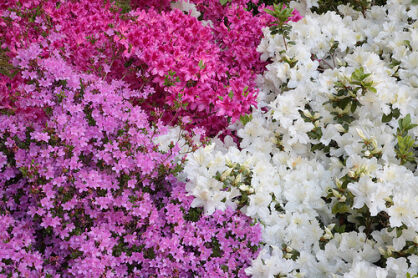 Karłowa azalia japońska BIAŁA 'Panda' Japanese azalea