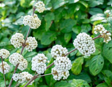 Pięknotka Bodiniera MAGICAL SNOWSTAR Callicarpa bodinieri C3/60-80cm *K15