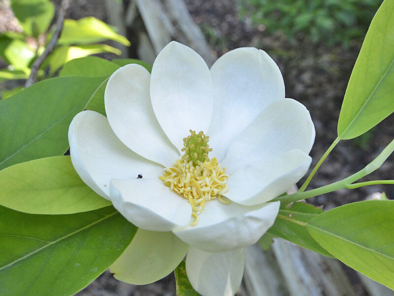 Magnolia virginiana Magnolia sina C4/60-80cm *T26