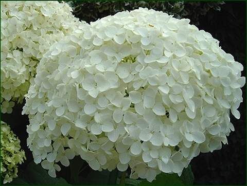 Hortensja krzewiasta BOUNTY Hydrangea arborescens /C5 *19