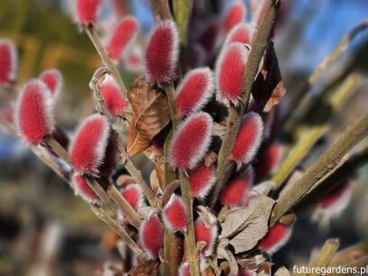 Wierzba smukłoszyjkowa 'Mt Aso' Salix gracilistyla C2(C4)/30-50cm *K20