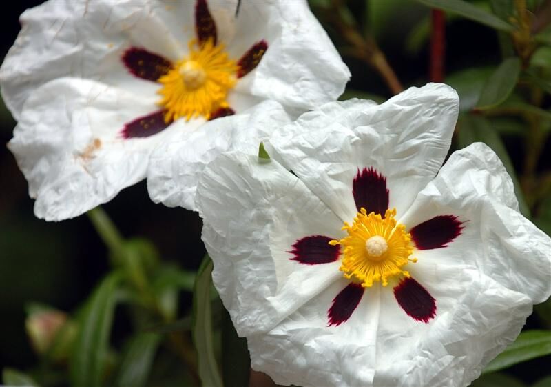 Czystek biały Cistus ladanifer C2/30cm