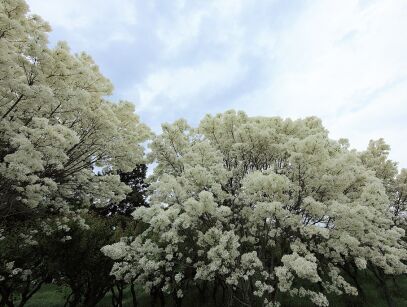 Śniegowiec chiński 'Botanica's Beauty' Chionanthus retusus /P11