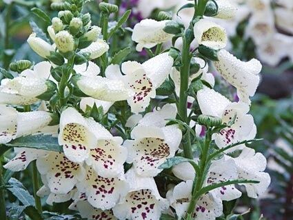 Naparstnica śnieżna SNOW THIMBLE Digitalis purpurea /C2 *K3