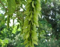 Pterocarya tonkinensis Skrzydłorzech C5/1-1,5m *6