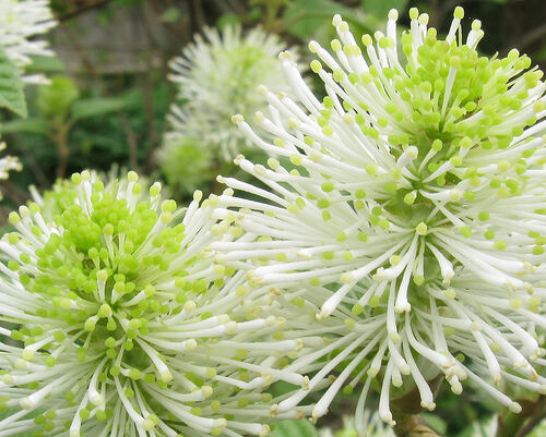 Fotergilla większa Fothergilla major C2/30-40cm *K13