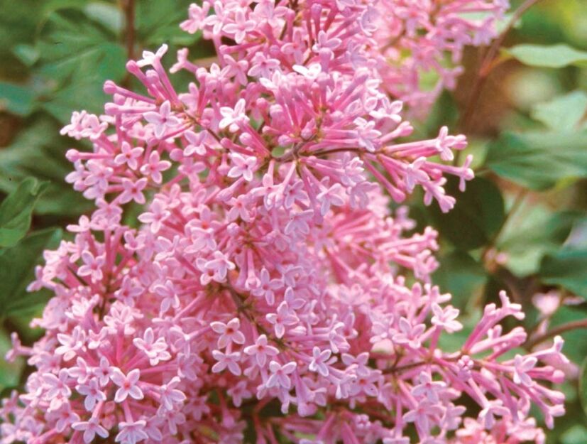 Lilak BLOOMERANG® Pink Perfume Syringa C3/20-30cm *K19