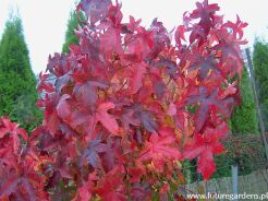 Ambrowiec amerykański Liquidambar styraciflua - 10 szt  nasion 