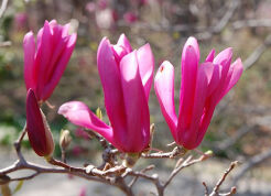 Magnolia miniaturowa LITTLE GEISHA CP15/60-80cm