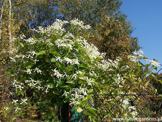 Clematis terniflora Powojnik jesienny /C7 *K6