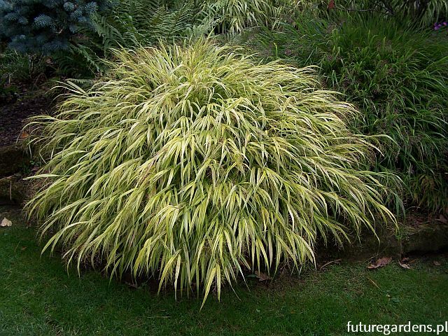 Hakonechloa macra AUREOLA /C2 *K14