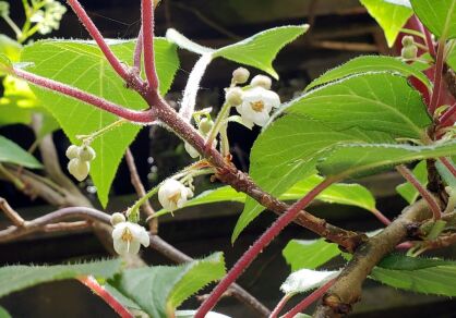 Clematoclethra scandens subsp. actinidioides /C2