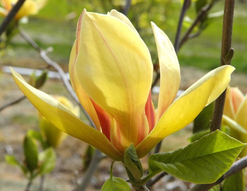 Magnolia SUNSATION C7,5/60-80cm *K9