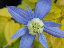 Clematis alpina STOLWIJK GOLD Powojnik alpejski /C2