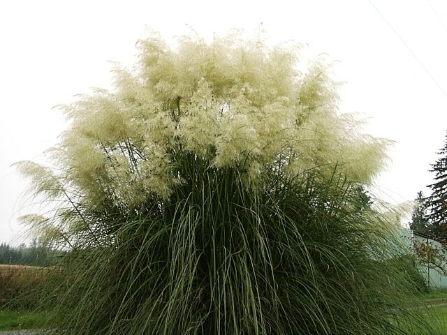 Trawa pampasowa BIAŁA Cortaderia selloana White /C5 *TP