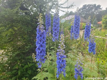 Ostróżka ogrodowa Delphinium cultorum /C2