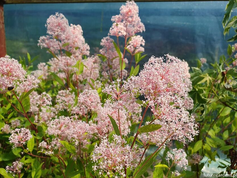 Prusznik różowy MARIE SIMON Ceanothus pallidus Bez kalifornijski C5/80-100cm *TL