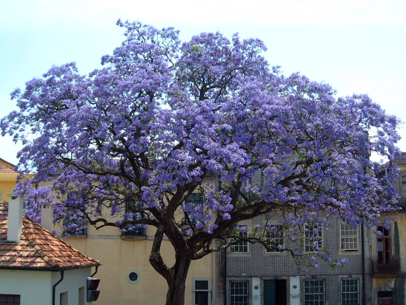 Paulownia Tomentosa - nasiona - 50 szt