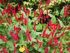 Rdest himalajski  Persicaria amplexicaulis - 20szt. nasion