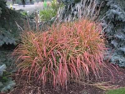 Miscanthus sinensis PURPURASCENS Miskant chiński /C7,5 *5