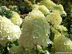 Hortensja wiechowata PINKACHU 'Smhppinka'® Hydrangea paniculata /C5 *K18