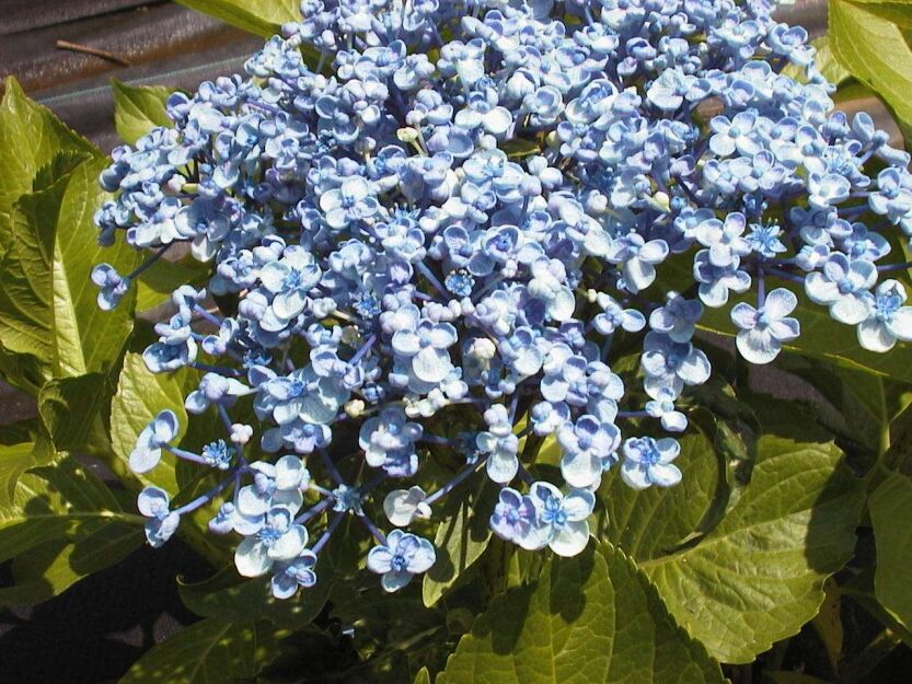 Hortensja ogrodowa 'AYESHA' Hydrangea macrophylla /C2 *K11