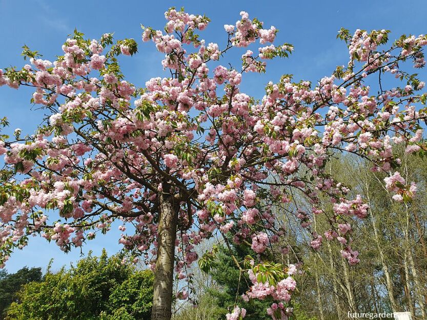 Wiśnia piłkowana KIKU-SHIDARE-ZAKURA Prunus serrulata C5/1,6-1,8m *6