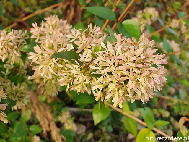 Abelia chińska Abelia chinensis /C2 *T43