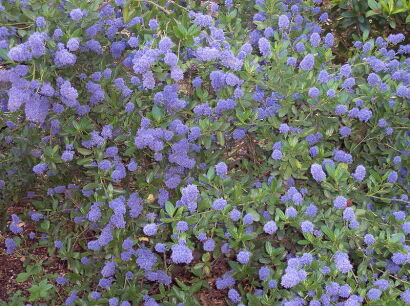 Prusznik VICTORIA Ceanothus thyrsiflorus Bez kalifornijski /C5 *K8