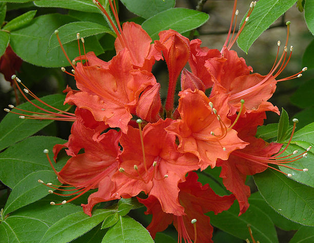 Azalia nagietkowa (14-letnia) Rhododendron calendulaceum C4/80-100cm