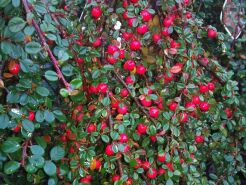 Irga płożąca 'Streib's Findling' Cotoneaster procumbens /C1,5 *7F