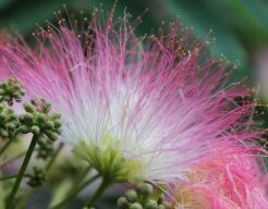 Albicja jedwabista TROPICAL DREAM Albizia julibrissin Jedwabne perskie drzewo C5/100cm *T