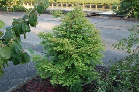 Metasekwoja karłowa HAMLET'S BROOM Metasequoia glyptostroboides C7,5/60-80cm *T32