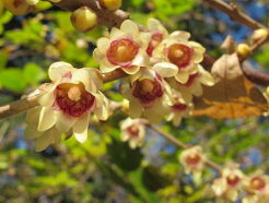 Zimokwiat wczesny CONCOLOR Chimonanthus praecox Winter Sweet C2/20-30cm *T63