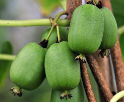 Aktinidia samopylna - Kiwi - VITIKIWI Actinidia arguta C2/80cm