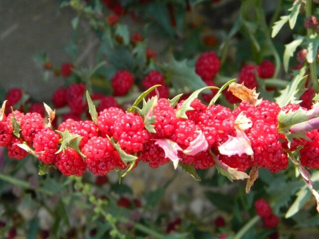 Truskawkoszpinak Komosa rózgowa Chenopodium foliosum