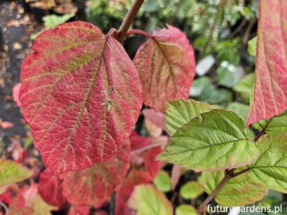 Kalina ząbkowana 'Morton' NOTHERN BURGUNDY® Viburnum dentatum C2/20-30cm *K19