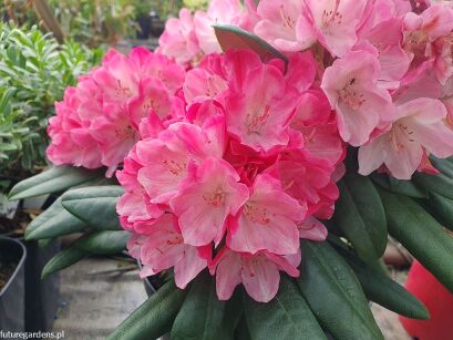 Rhododendron MILANO - drzewko Różanecznik C7,5/Pa75(100)cm *TP