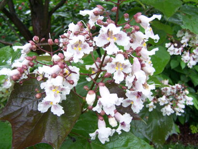  Catalpa erubescens Surmia Katalpa C2/1m