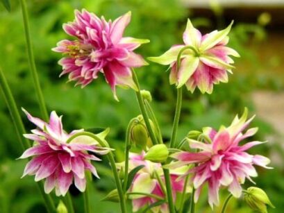 Orlik ogrodowy NORA BARLOW Aquilegia /C2