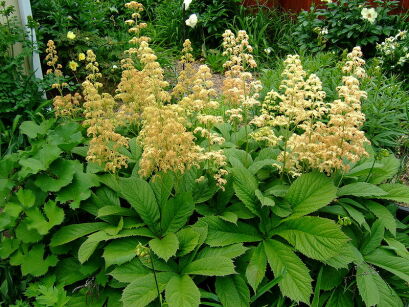 Rodgersja pierzasta Rodgersia pinnata /P11