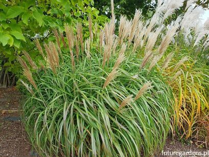 Miskant chiński ADAGIO Miscanthus sinensis /C5 *26