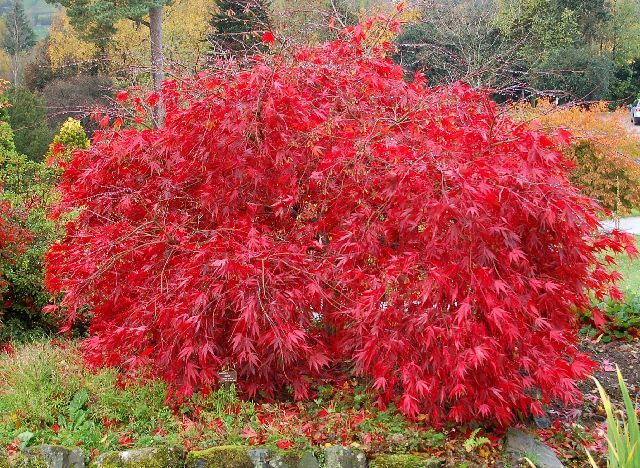 Klon palmowy ATROPURPUREUM  Acer palmatum - nasiona 10szt.