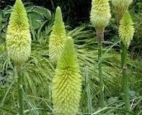 Trytoma VANILLA Kniphofia 