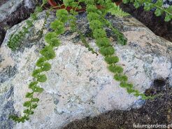 Wietlica samicza VICTORIAE Athyrium filix-femina /C2 *16