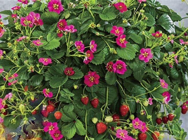 Truskawka ozdobna RED BEAUTY  Fragaria /P9