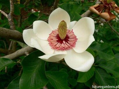 Magnolia wieseneri Hillieri Clone C2/20cm *21T