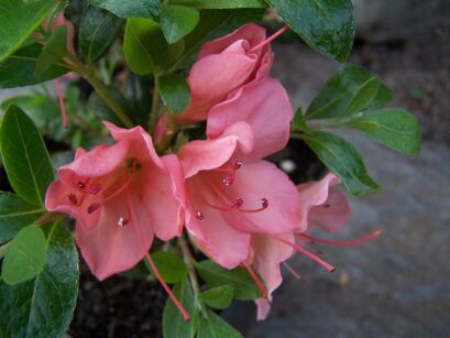 Karłowa azalia japońska 'PINK PANKRACY' 7-letnia Japanese azalea C4/40cm