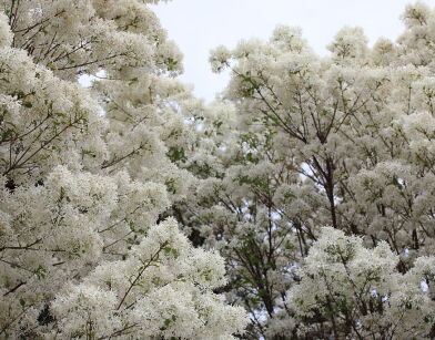 Śniegowiec chiński 'Arnold's Pride' Chionanthus retusus /P11