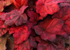 Żurawka AUTUMN LEAVES  Heuchera